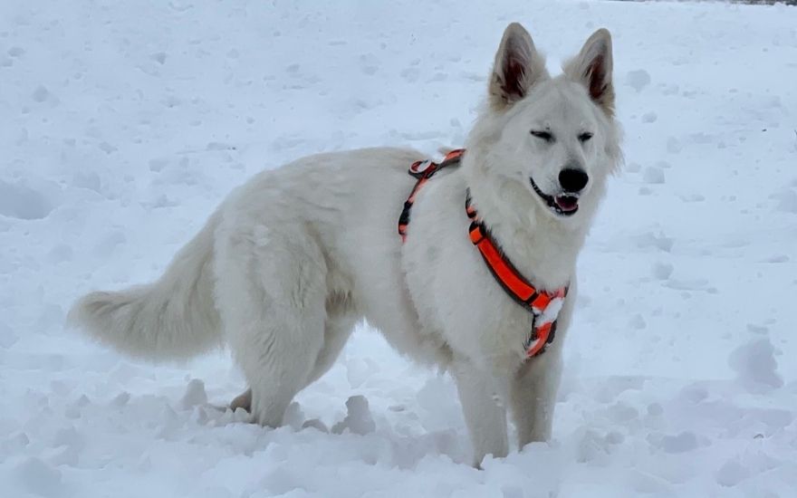 Hund Zeckenhalsband Schnee