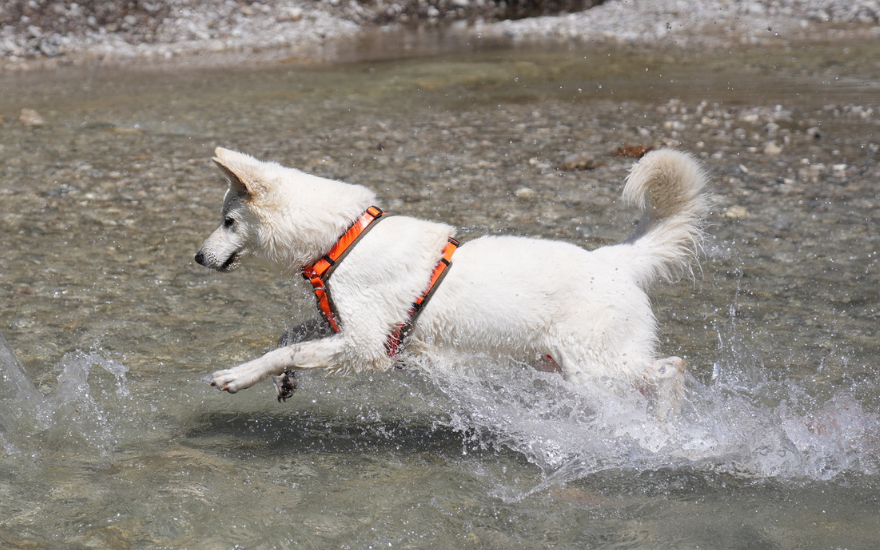 Hund im Wasser mit Erziehungshalsband