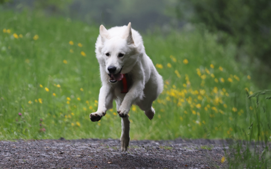 Hund läuft in der Natur mit Flohhalsband
