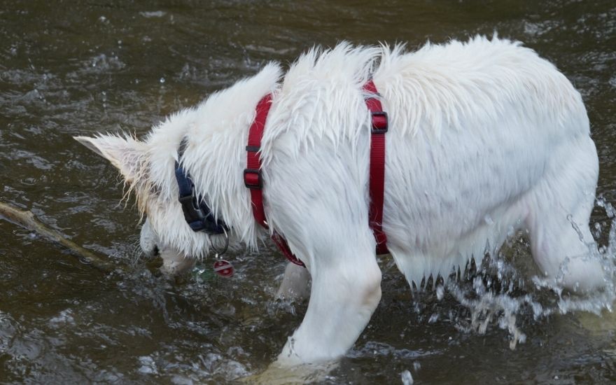 Hundegeschirr Wasserfest