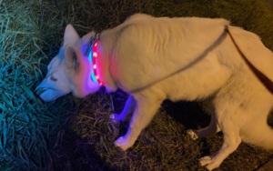 Leuchthalsband für Hunde