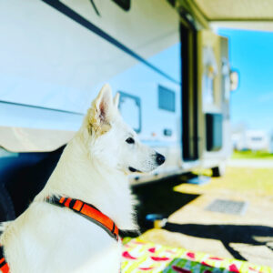 Hund bewacht Camping Wohnmobil