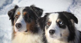 Hunde im Winter