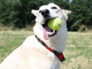 Ballwurfmaschine für Hunde im Test