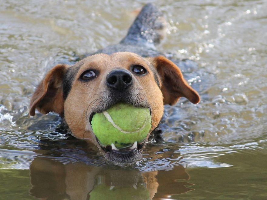 Hund mit Hundeball schwimmt im Wasser