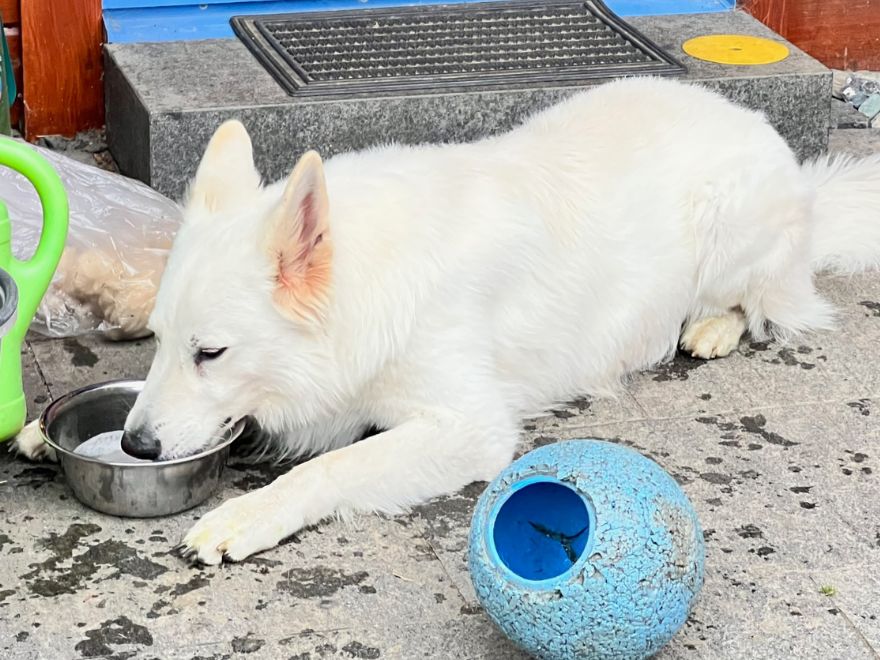 Hund mit Hundespielzeug Ball