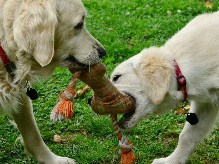 Hunde spielen mit Hundespielzeug