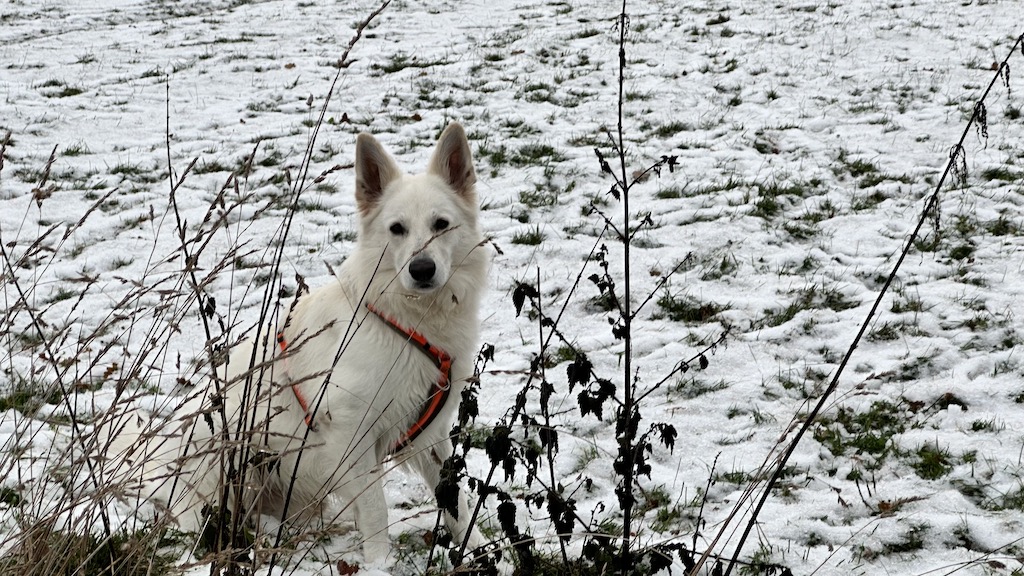 Frostschutz für den Hund