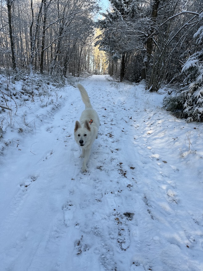 Hundspaziergang im Winter