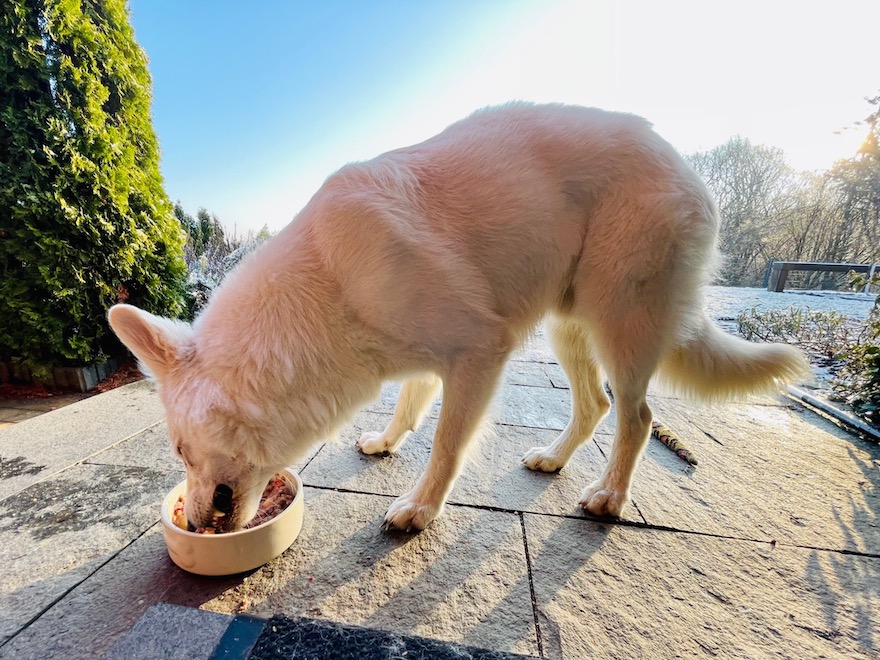Hund auf Terrasse am essen