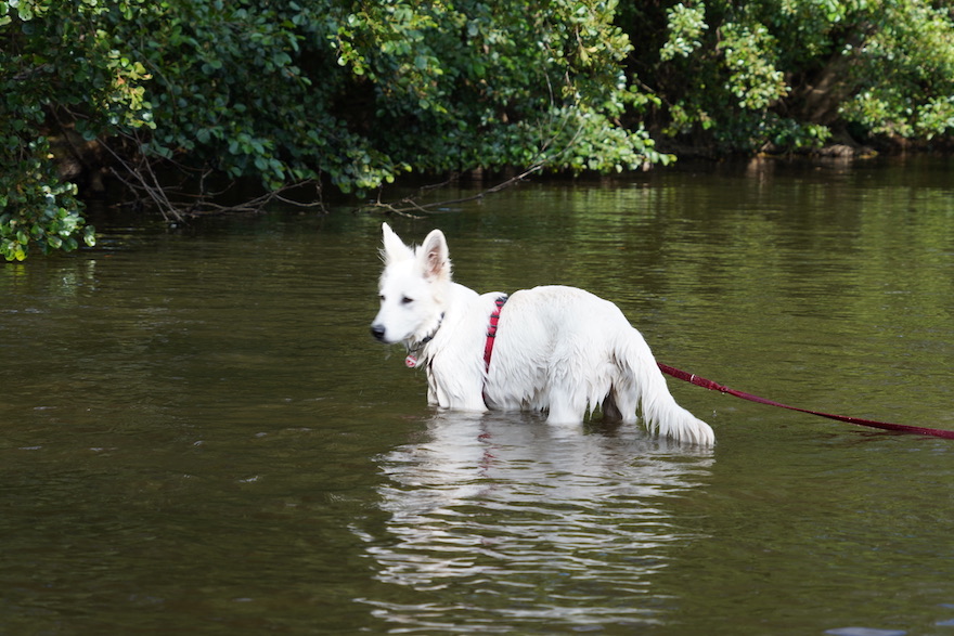 Hund im Wasser mit GPS-Tracker