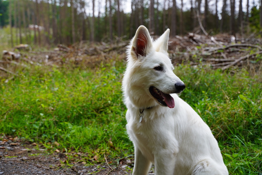 Hund mit GPS-Tracker im Wald