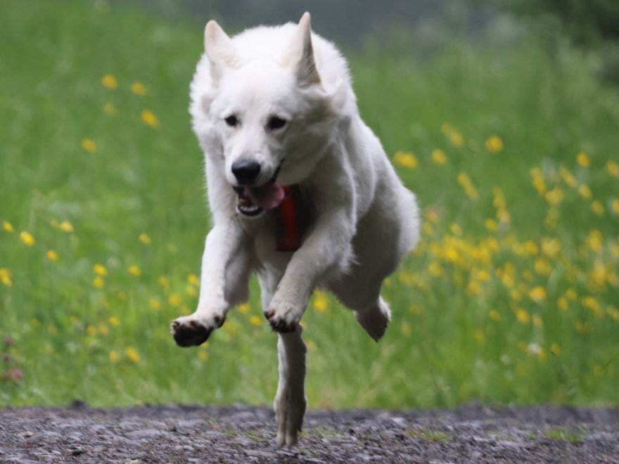 Hund rennt Hundesport Hoopers Agility