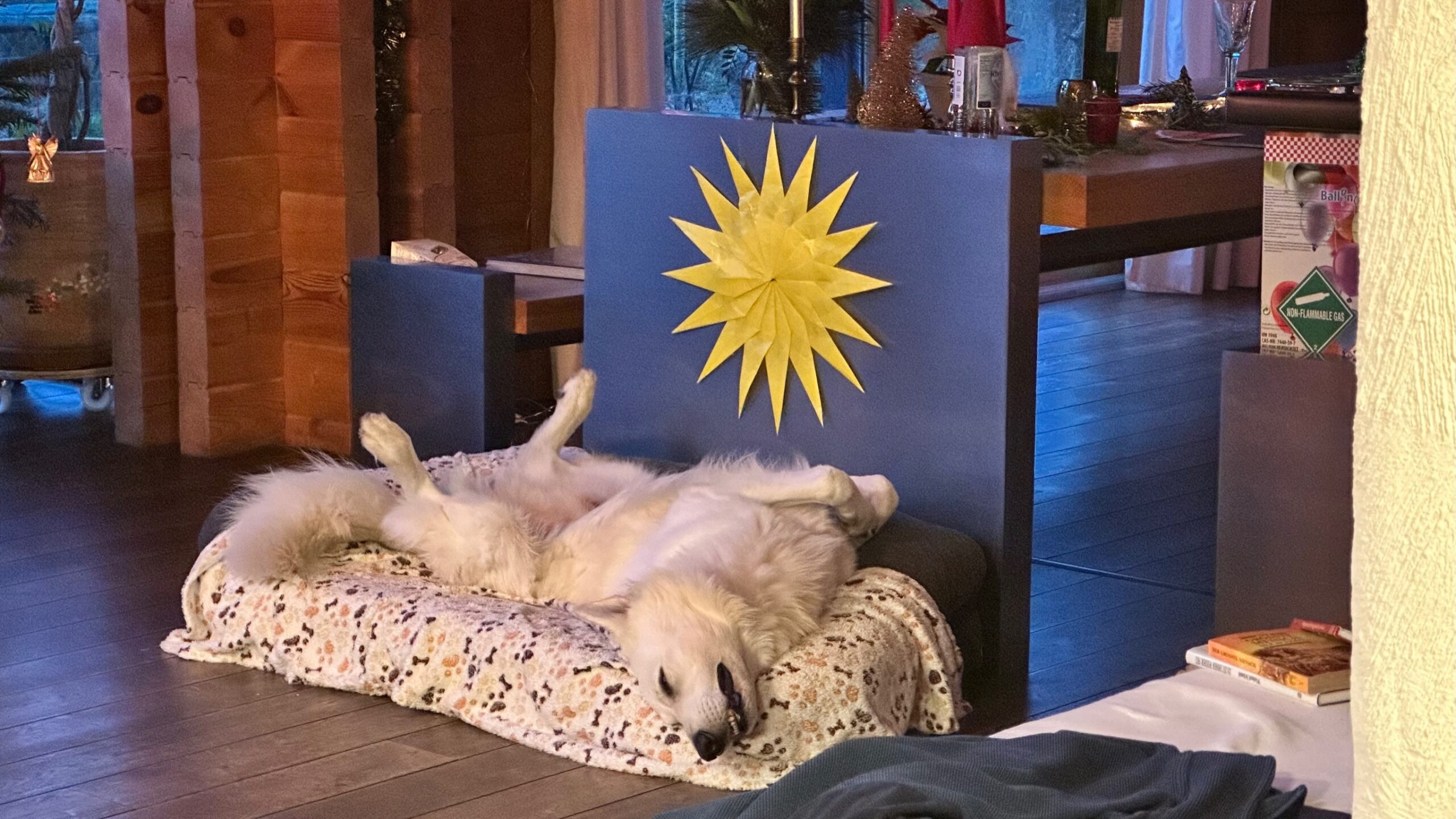 Schlafplatz Hund Hundebett
