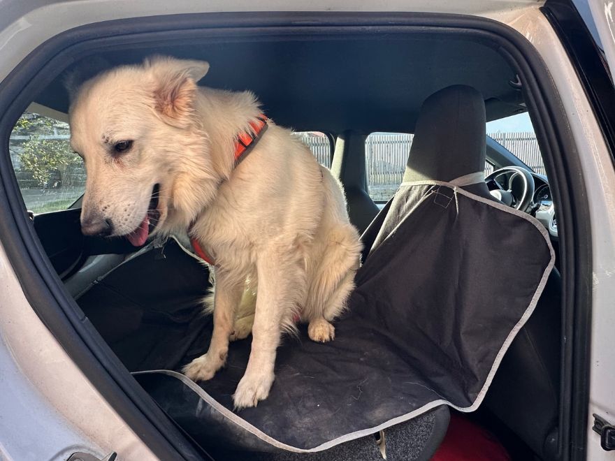 Hund auf Autoschondecke im Auto