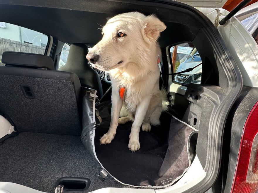 Hund mit Autoschondecke im Kofferraum