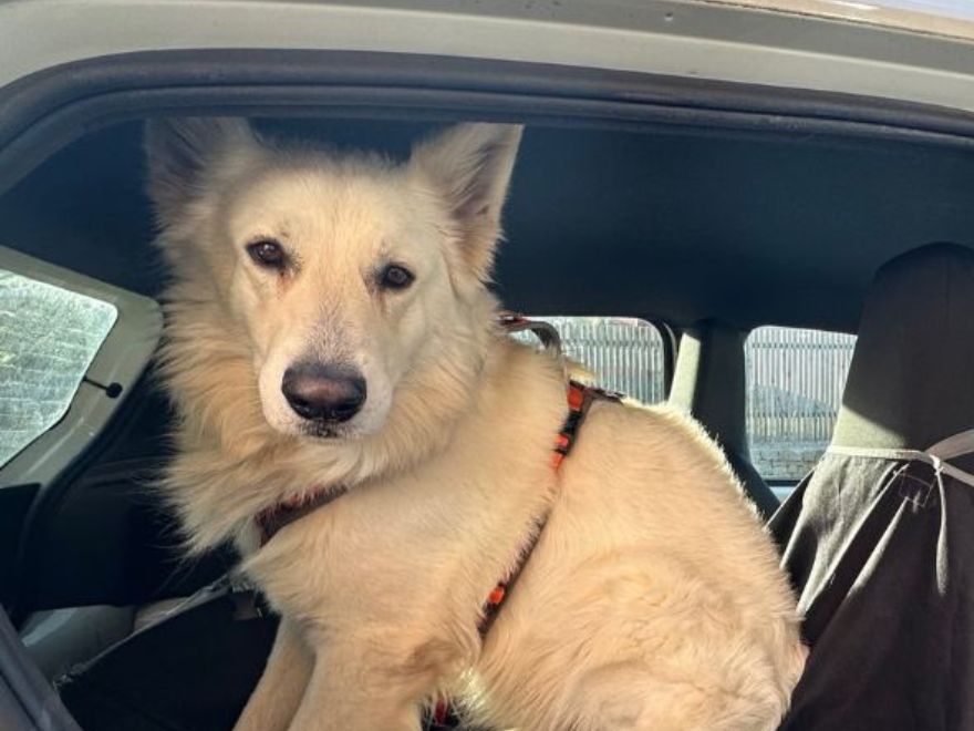 Hunde-Autositz mit Hund im Auto