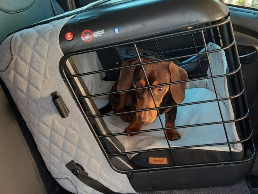 Hund in Hundetransportbox im Auto