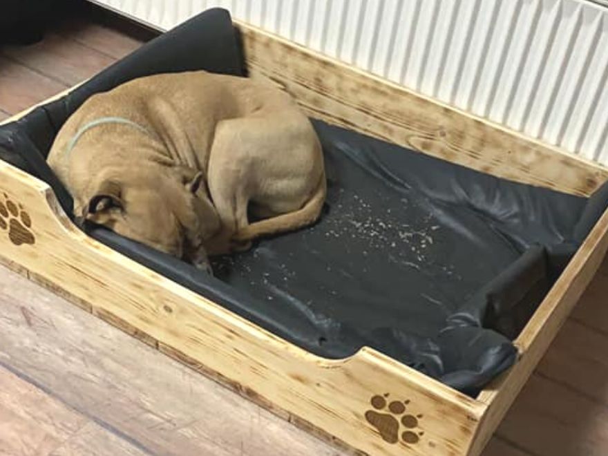 Hund schläft im Hundebett aus Holz