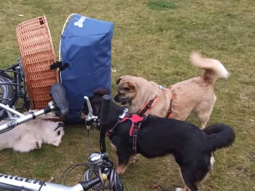 Hundefahrradkorb mit Hunden