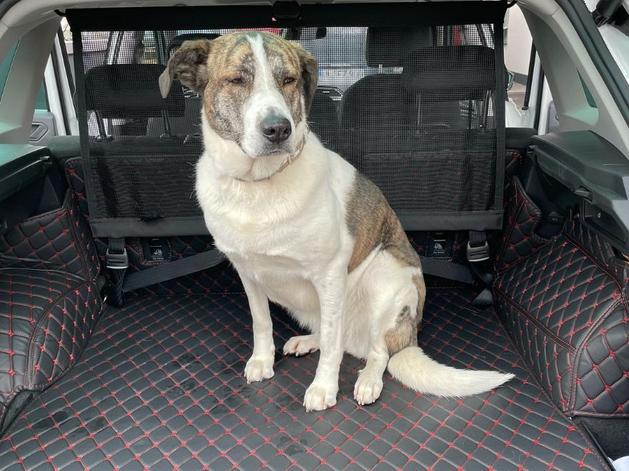 Kofferraumschutz im Auto für Hund