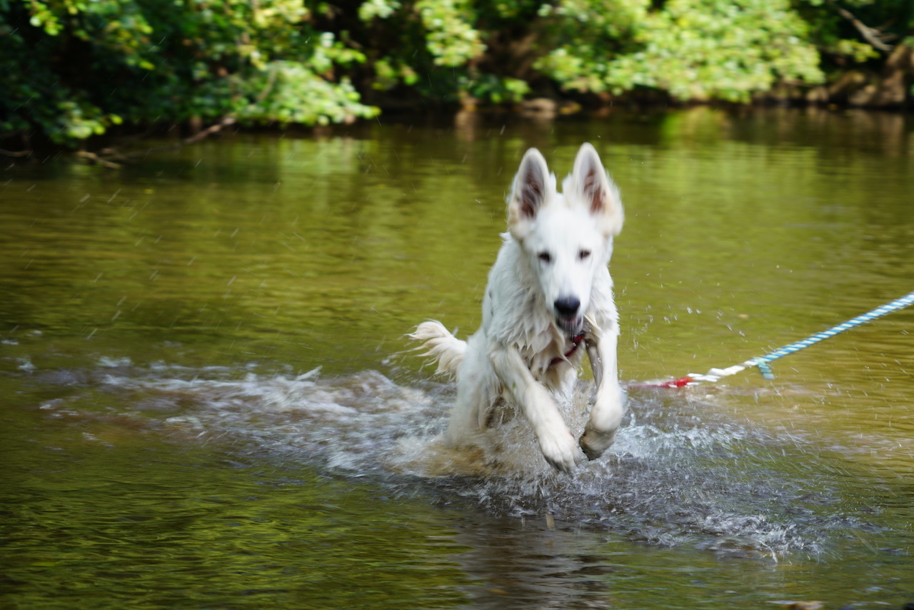 Hund im Wasser nach der Einnahme von Ulmenrinde