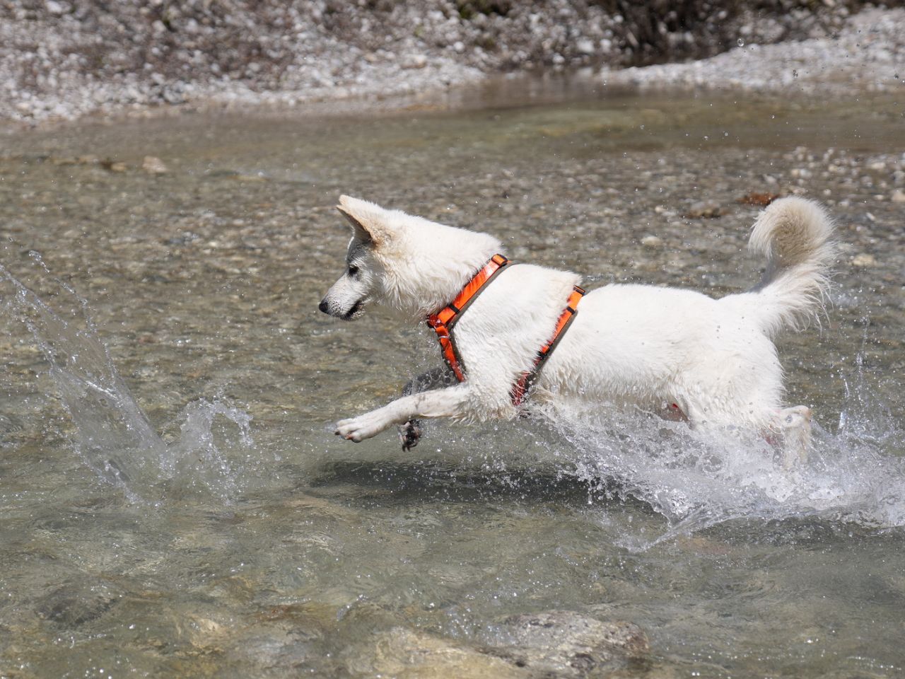 Hund im Wasser mit Hundebrillen
