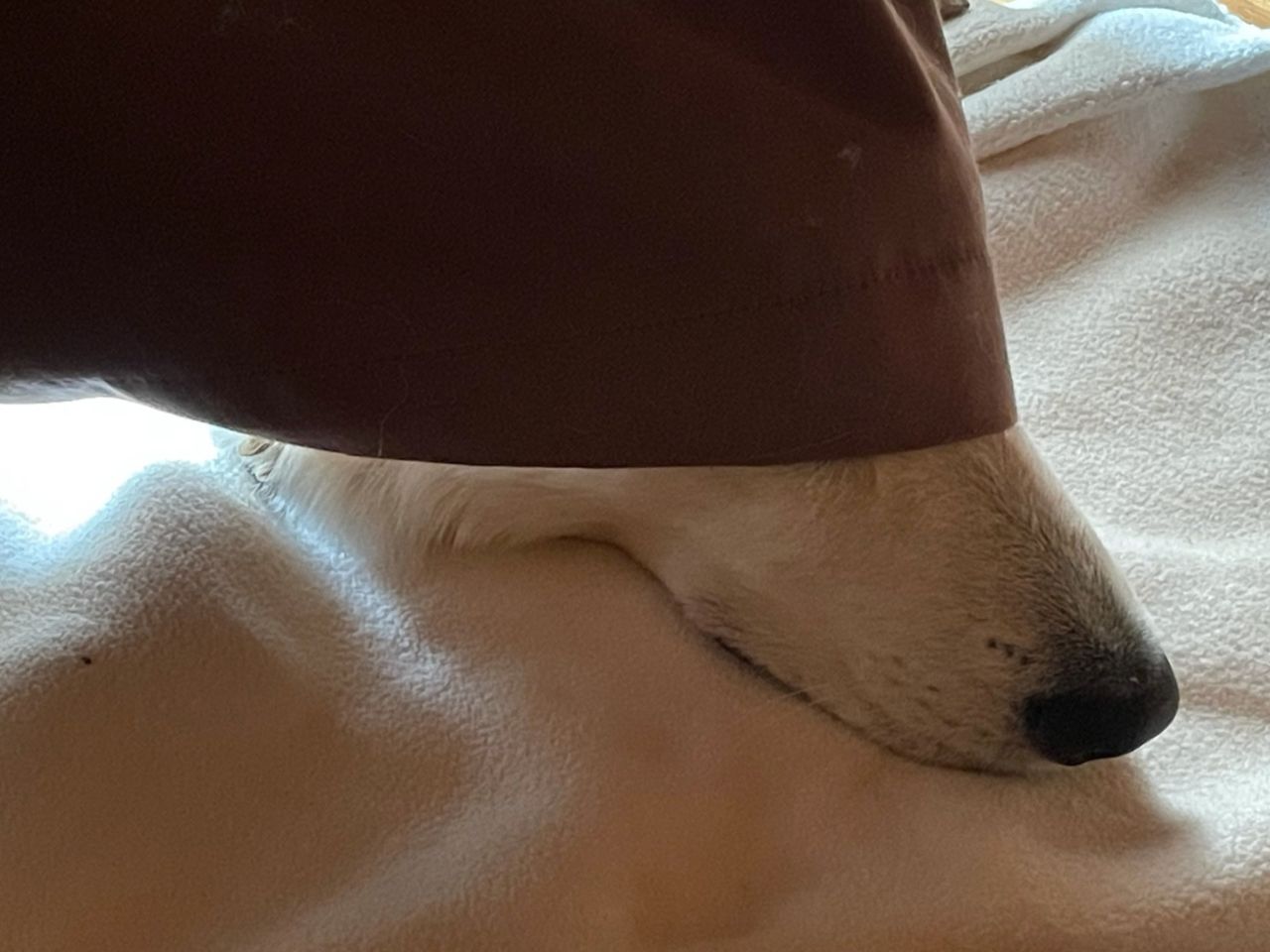Hund verdeckt Augen mit Halstuch