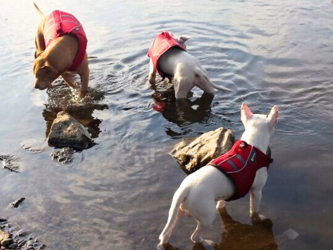Hunde mit Hundeschwimmweste im Wasser