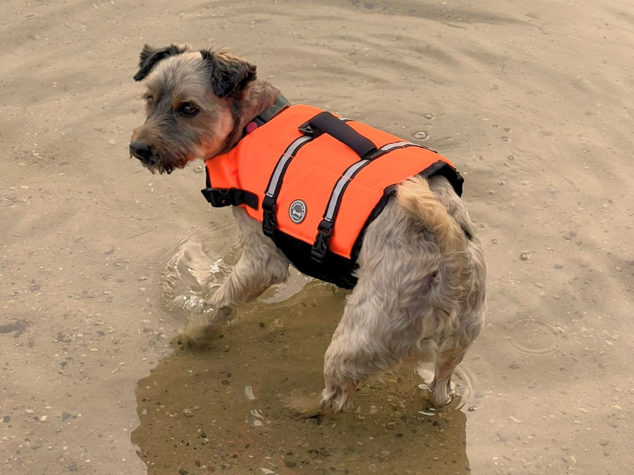 Hundeschwimmwesten im Test