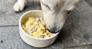 Diätfutter für den Hund mit Kartoffel und Hüttenkäse