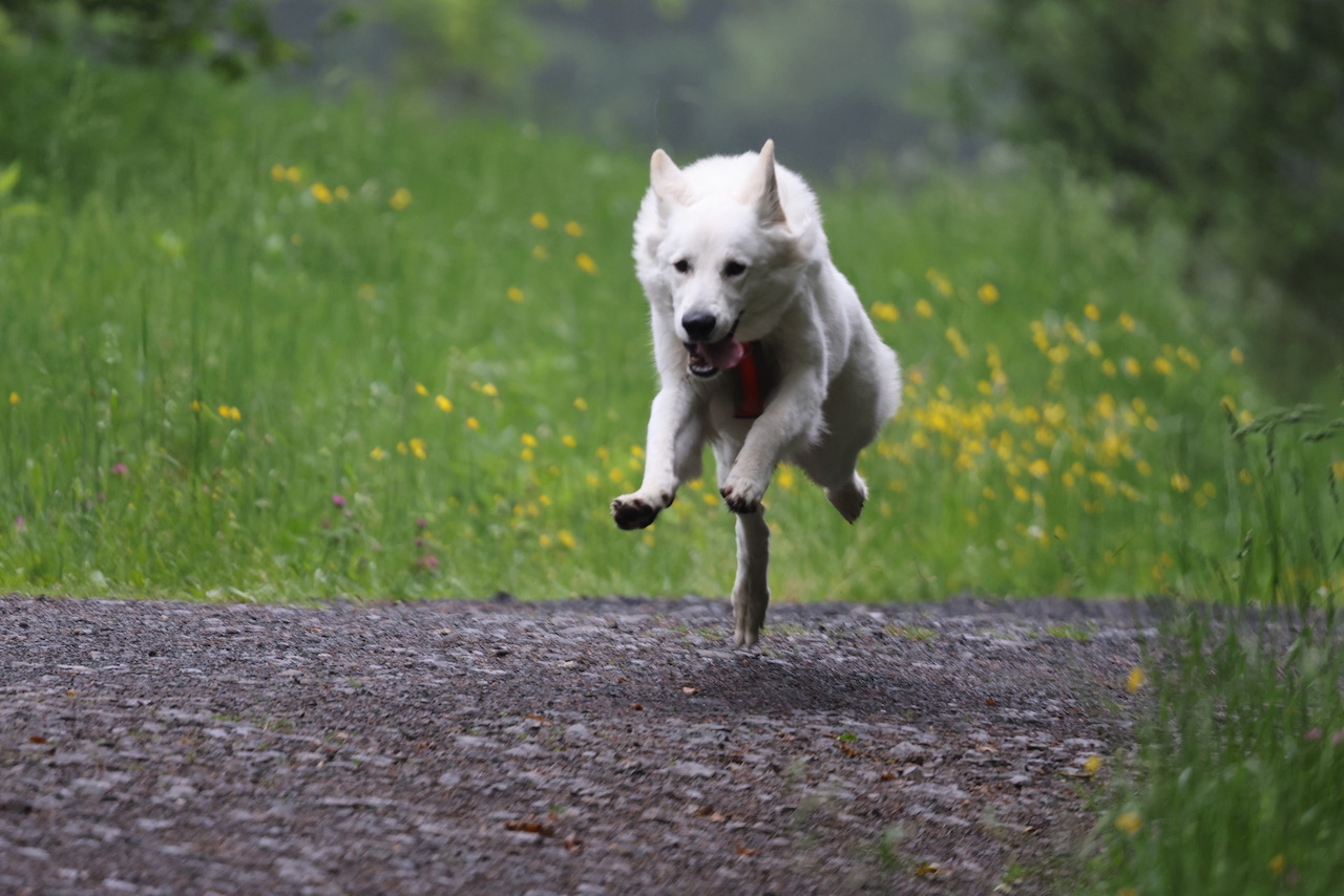 Hund rennt ohne Hundesocken über den Boden