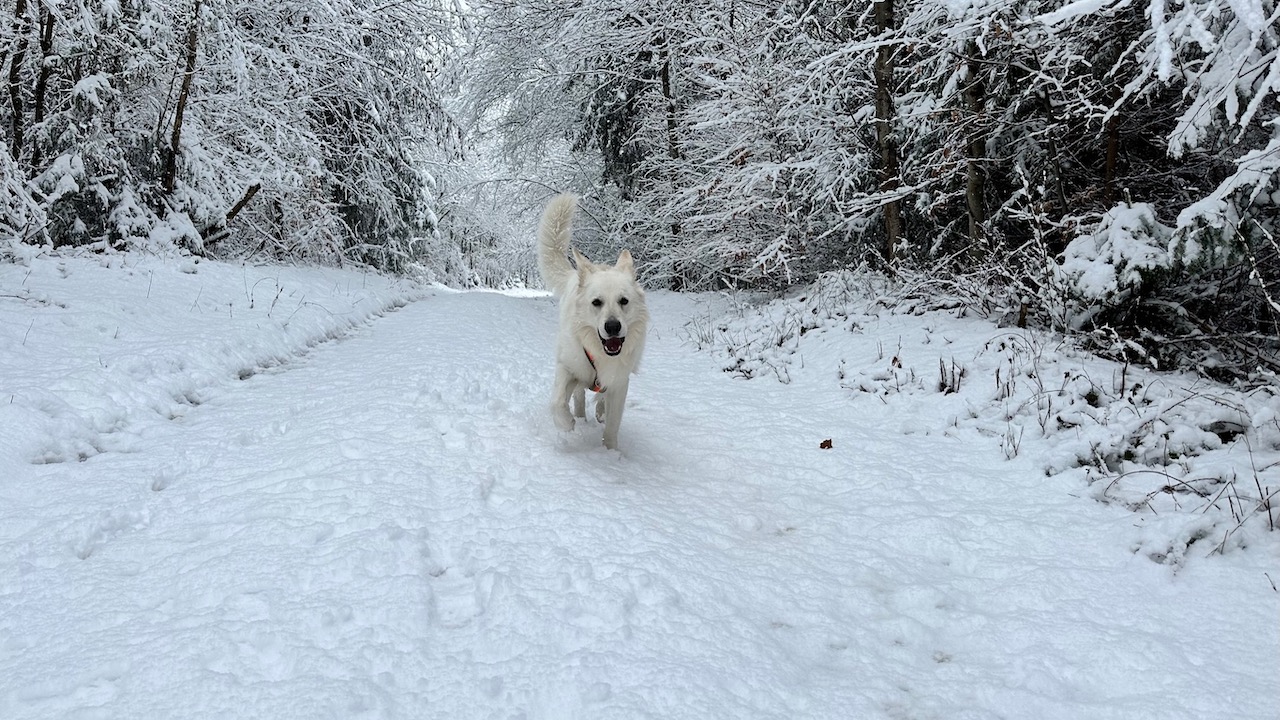 Hundesocken für den Hund im Winter